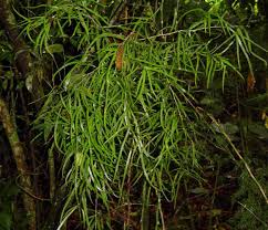 Image result for Asparagus falcatus