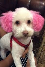 Vinit Joshi DDS, Inc, 3053 Edinger Ave, Tustin, CA 92780, US