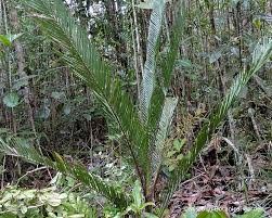 Image result for Dypsis