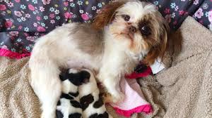 Our puppies are gorgeous with quality champion li… Adorable Newborn Puppies Make Sounds Shih Tzu Puppies Youtube