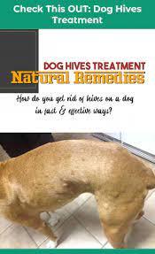 8 Best Dog Hives Ideas Dog Hives Ear Health Hives