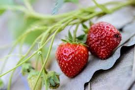 Edmundo ruiz alliende ceo empresas sutil s.a. Nicolas Sutil Y El Caso Berries Envenenados Pondremos Toda La Fuerza Necesaria Para Hacer Justicia