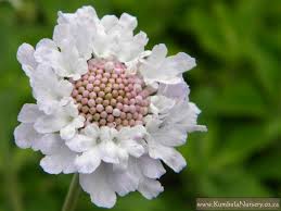 Image result for Odontosoria africana