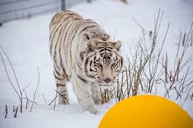 This is the guided walking tour for big cat rescue located on 55 ac at 12802 easy st tampa, fl 33625. Sanctuary Tour Of The Wildcat Sanctuary Virtual Tour