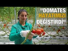 Domates Hayatimizi Degistirdi Youtube