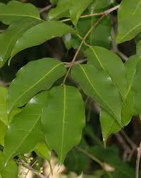 Image result for Syzygium niassense