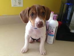 Craigslist Atlanta Pets