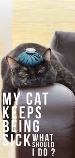 Cat Vomiting Possible Causes And When To Call The Vet Sick Cat Sick Cat Symptoms Cat Care