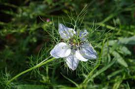 Nigella Love In A Mist Devil In A Bush A To Z Flowers