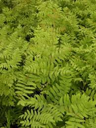Image result for Osmunda regalis