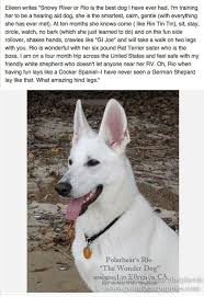 The current median price of german shepherds in cincinnati is $725.00. White German Shepherd Dogs Puppies Polarbear