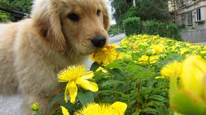 While these wonderful goldens are in our care, we experience a number of expenses as a result of the care, feeding, transportation and medical services required. Home