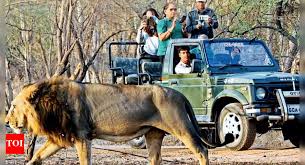 new lion safari at Barda ...