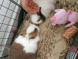 Pet sitting, bunny, guinea pig & other small pet home style boarding my services include: Pet Sitters In Sanary Sur Mer With Best Prices On Petbacker