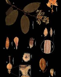 Image result for Malvaceae subfamily Grewioideae