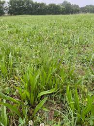 Image result for Hypertelis umbellata