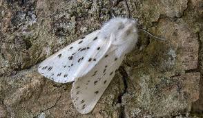White Moth Meaning And Symbolism