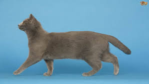 Chartreux Kedisi Ozellikleri Ve Bakimi Chartreux Kedilerine Dair Hersey