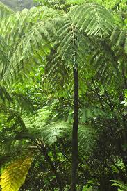 Image result for Cyatheaceae