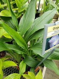 Image result for Siphonochilus