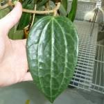 Image result for Polystachya cribbiana