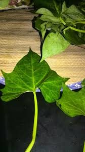 Sayur keledek (daun ubi) cah polos. Namakucella Ulam Pucuk Keledek