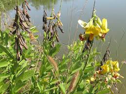 Image result for Crotalaria retusa