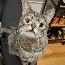 When i found out cats were all autistic, it made me understand them even more. Maya The Cat Startseite Facebook