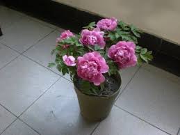 Grow Peonies Indoors Growing Peonies Greenhouse Growing Peonies