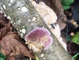 Image result for Trichaptum subchartaceum