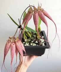 Image result for Bulbophyllum burttii