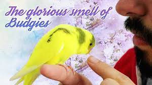 One of many types of these examples are from corpora and from sources on the web. What Budgies Should Smell Like The Glorious Smell Of Budgies Youtube