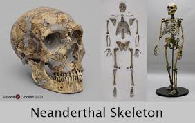 10x8 print of anatomy,bone,bone structure,bones,coronoid process,human,illustr, medical image collection, 87396686. Bone Clones Inc Osteological Reproductions