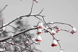 Pont d'Espagne sous la neige - Hautes-Pyrénées - Cauterets - Le Petit Journal