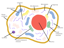 Animal cells are of various sizes and have irregular shapes. Information On Animal Cells For Kids Biological Science Picture Directory Pulpbits Net