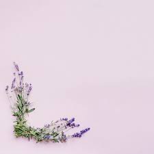 Download Bunch Of Delicate Lavender Flowers Forming Frame On Pink Background For Free Flower Backgrounds Pink Background Floral Background