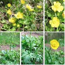 Image result for Ranunculus rionii