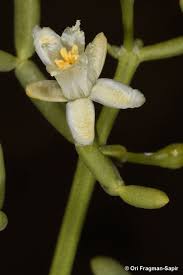 Image result for Zygophyllum cuneifolium