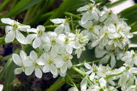 Image result for Ornithogalum