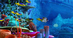 How to draw bottom of the sea scenery step by step easy. Gambar Bawah Laut Animasi Foto Foto Keindahan Alam Bawah Laut Planet Wallpapers Foto Foto Keindahan Alam Bawah Laut Planet Wallpape Gambar Animasi Pemandangan