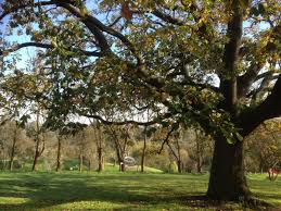 Programok a(z) heide museum of modern art közelében. Heide Gardens Sculpture Park Walking Maps