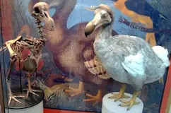 what-do-dodo-birds-eat