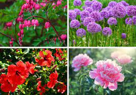 Roses are a popular perennial shrub. The 30 Prettiest Perennial Flowers Home Stratosphere