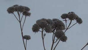 Check spelling or type a new query. Winter Plant Puzzle Nature Inquiries