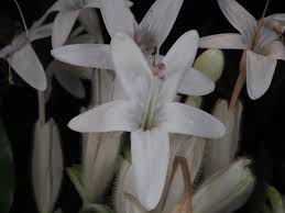 Image result for Whitfieldia thollonii