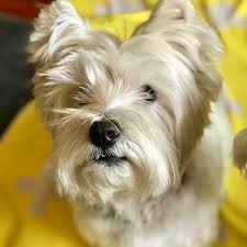 Maggie Duke West Highland Terrier Adopt A Dog Vic