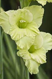 Sword Lily Green Star Gladiolus Tree Identification Planting Flowers