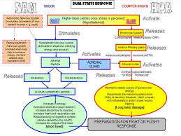 How Your Stress Response Works Dr James L Wilsons