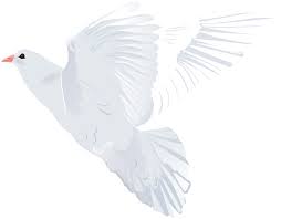 White Dove Transparent Png Clip Art Image Art Images Art White Doves