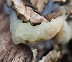 Image result for Exidia nucleata